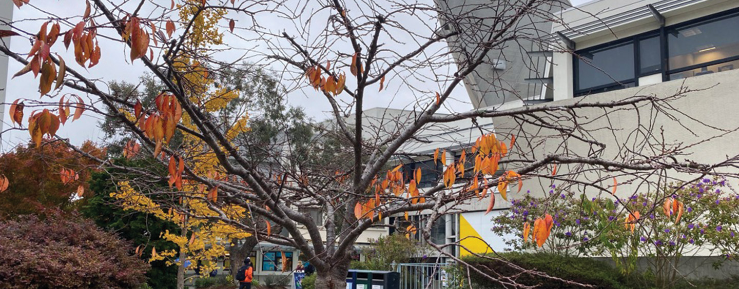 Last fall leaves linger on tree, with student center in the background