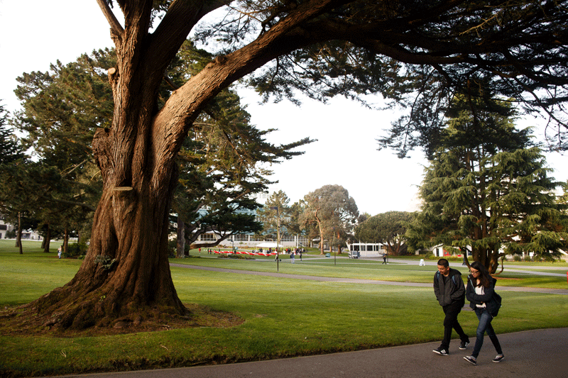 Pair walks under a tree on campus