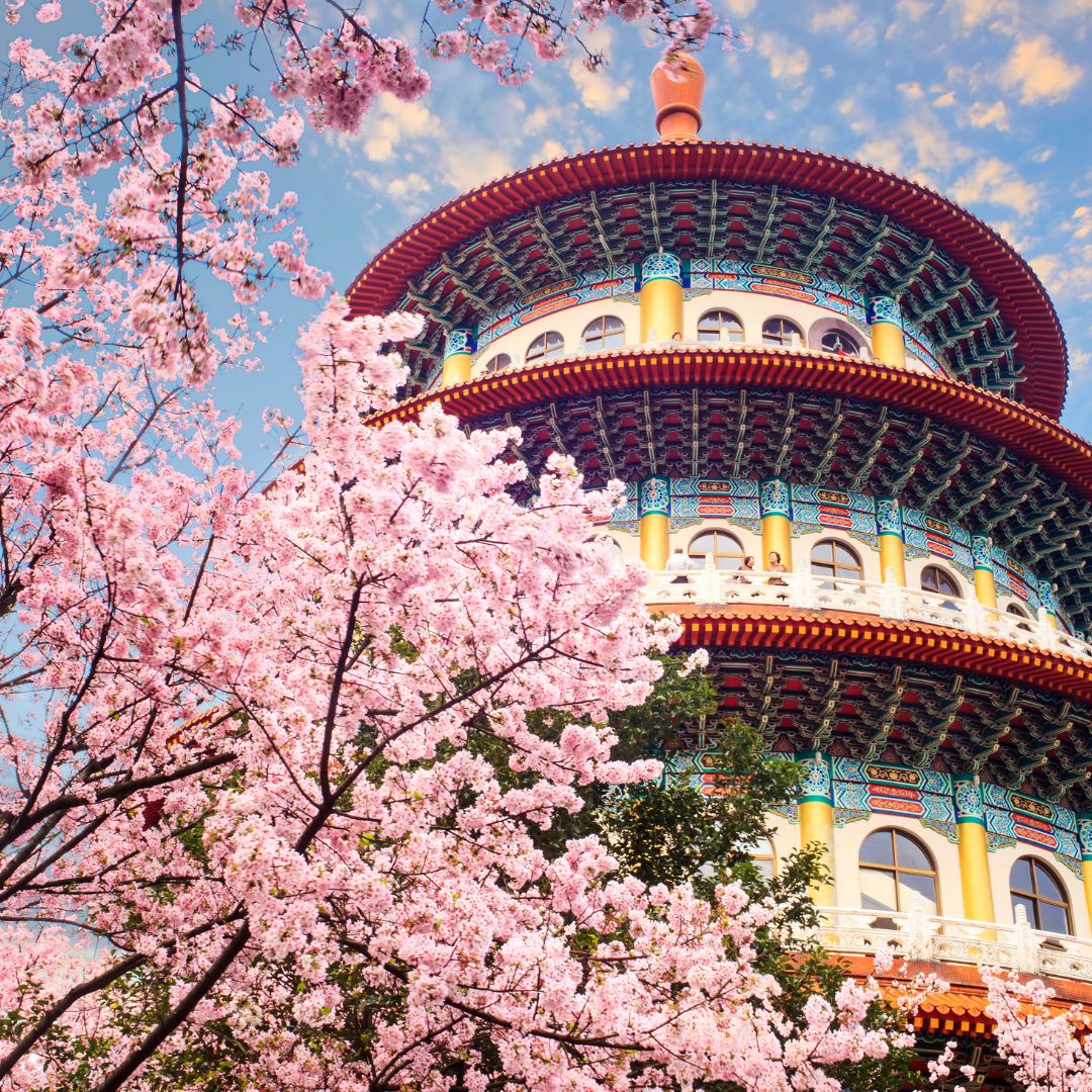 Sakura garden in Taipei, Taiwan