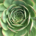 Close-up on a succulent plant