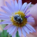 A bee on a flower, held by the stem