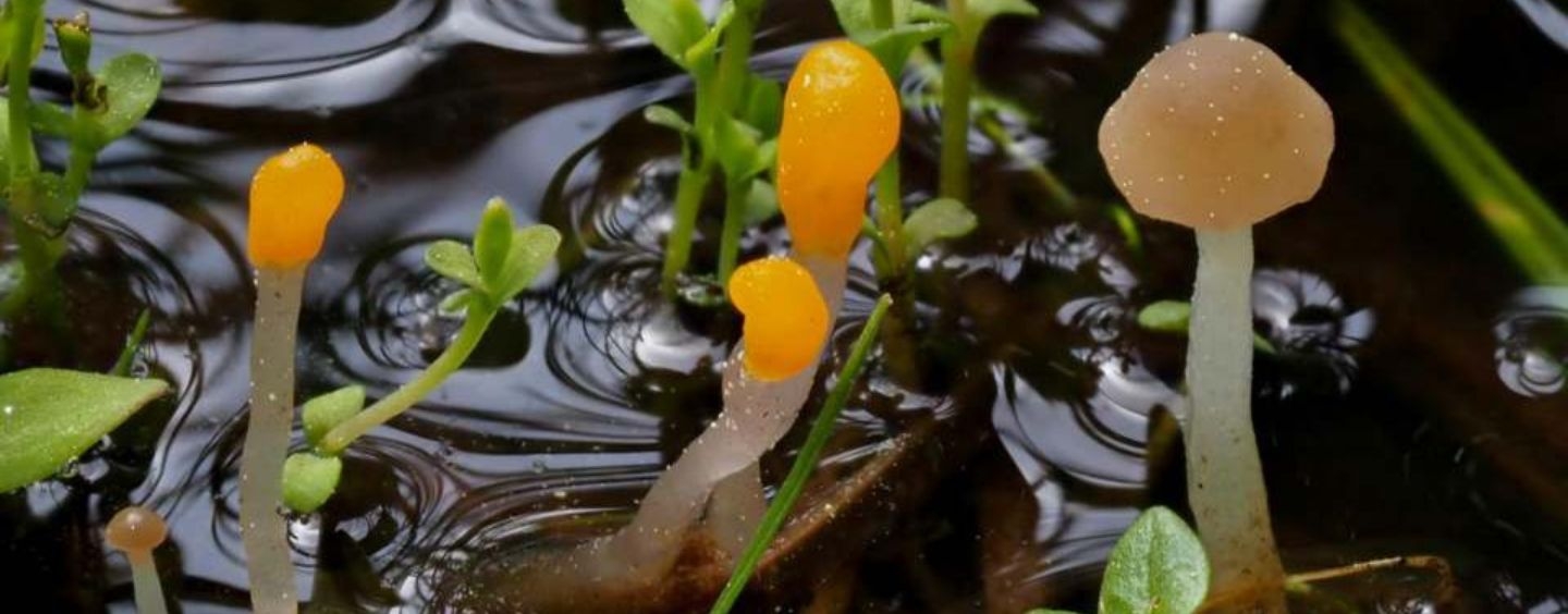 Fungi growing in the mud