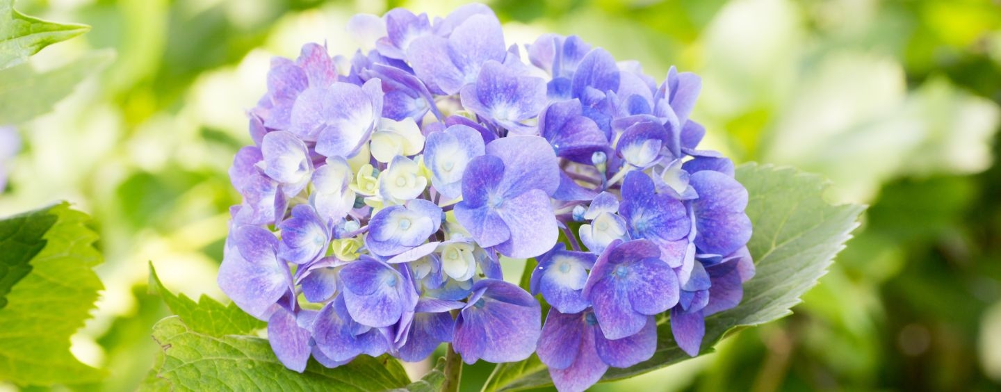 Purple hydrangea on campus