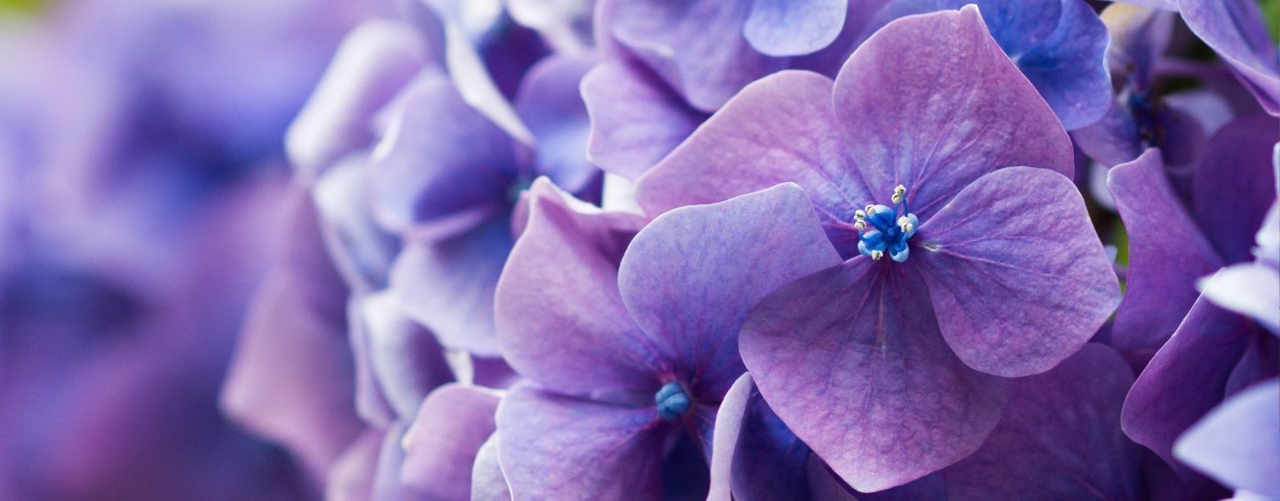 Purple hydrangea close-up