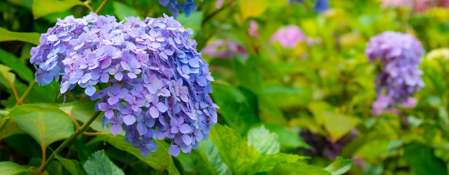 Purple hydrangeas and greenery