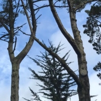 Winter trees on the SF State campus