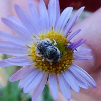 A bee on a flower, held by the stem