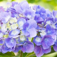 Purple hydrangea on campus