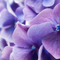 Purple hydrangea close-up