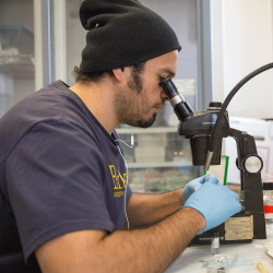 Scientist looking into a microscope in a lab