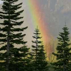 Rainbow between trees and mountain in the Sierra Nevada